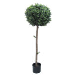 Sempreverde alberobello