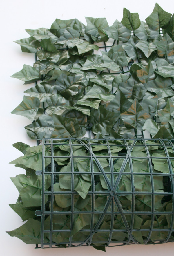 edera_point_rotolo Sempreverde Edera Point - immagine 1