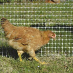 Rete avicola - immagine 2