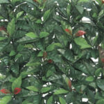 Sempreverde Redplast