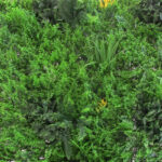 Sempreverde Verticale - immagine 2