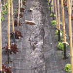 Telo pacciamatura - immagine 5